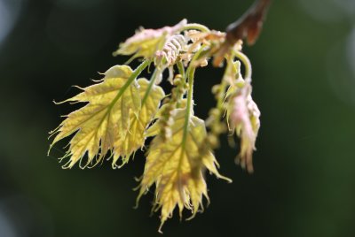 Quercus rubra - dub červený - jarní pučení